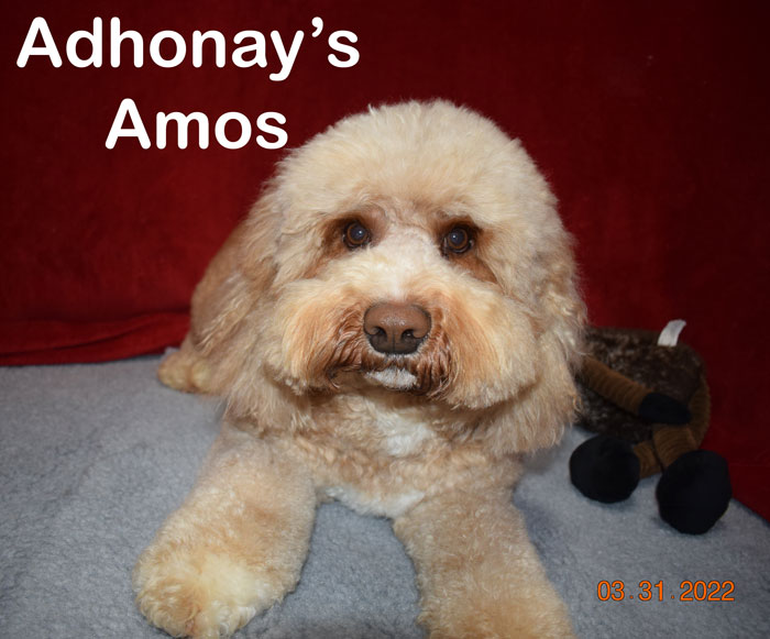 australianlabradoodles